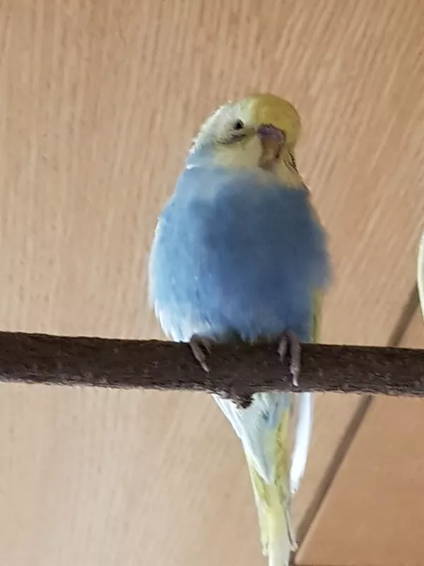 Wellensittich-Bild: R.I.P 14.7.19