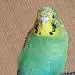 Greeny