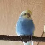 Mein Koa