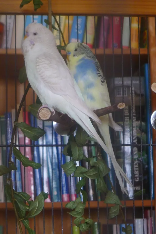 Wellensittich-Bild: Zwei drollige Kerlchen !!  