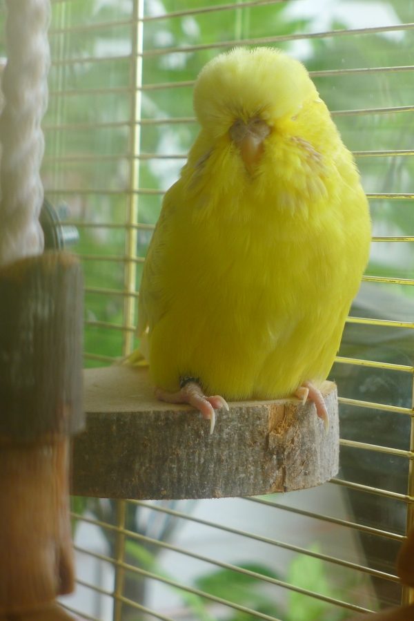 Maya