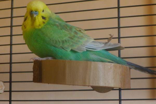 Paco