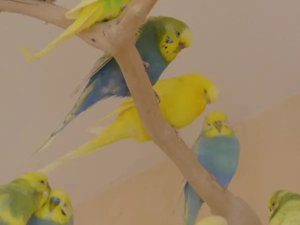 Wellensittich-Bild: Aqua beim Freiflug