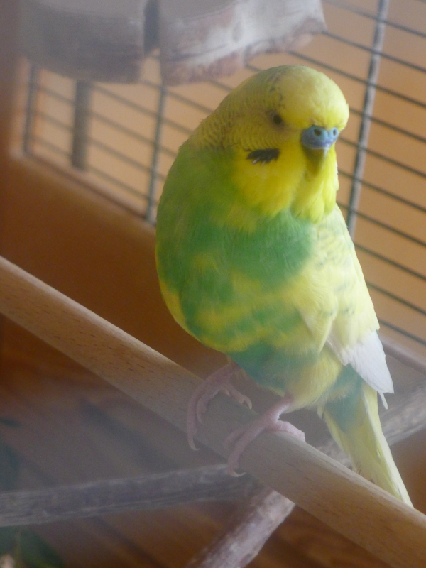 Sirius