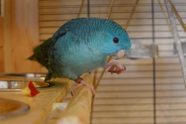 Saphira