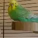 Paco