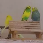 Aqua auf der Bank