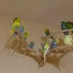 Urmel und Saphira bei den Wellensittichen
