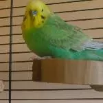 Federbällchen  Paco
