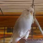 Lacewing Willi