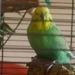Rainbow Paco