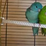 Saphira und Urmel