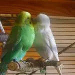 Paco & Willi
