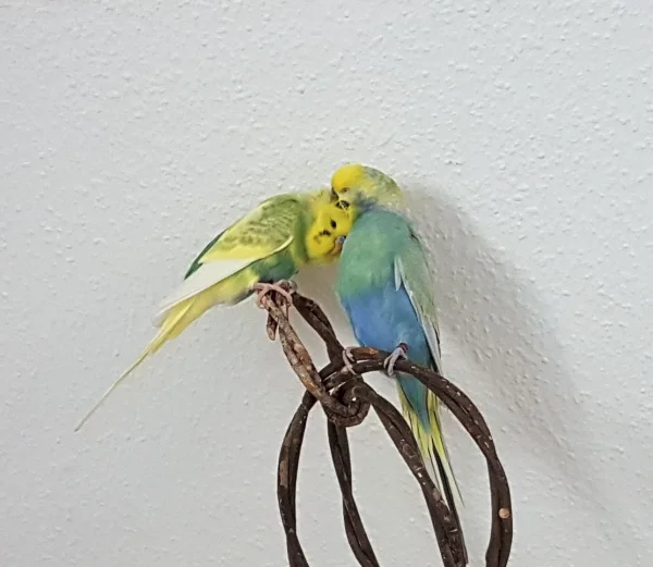 Wellensittich-Bild: Endlich ist unser kleiner Gannicus aus dem Krankenkäfig raus und wieder bei seinen Schwarm-Kollegen! Sein bester Freund Uhtred überschüttet ihn natürlich mit Kraul-Einheiten.