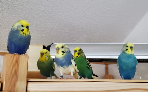 Wellensittich-Bild: Von Links: Finley, Dagonet, Walter, Kurti und Parcival ... denen möchte man doch gerne im Dunkeln begegnen ;-)