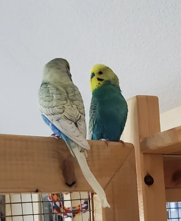 Wellensittich-Bild: Unser Neuzugang Parcival (Links) mit unserem Willkommens-Kommitee-Welli Alfred (Rechts) :-)