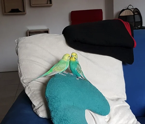 Wellensittich-Bild: Alfred und Leofric beim Flirten auf Frauchens Sofa.
Wehe einer von denen nimmt Frauchen ihre Kuscheldecke weg !