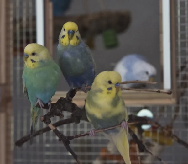 Wellensittich-Bild: Von Links nach Rechts: Leofric, Uhtred, Gannicus und im Hintergrund Finan. Beste Freunde beim Relaxen !