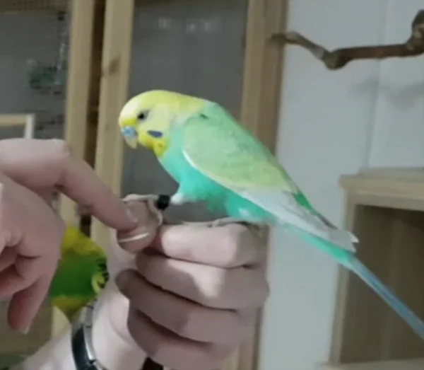 Wellensittich-Bild: Unser Leofric hat sein Frauchen fest im Griff ;-) und ist für immer in ihrem Herzen.