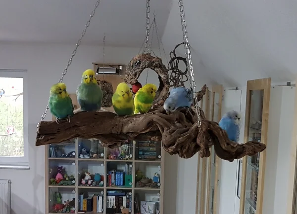 Wellensittich-Bild: Wenn Du es endlich geschafft hast, daß alle Deine Jungs zum Gruppenfoto angetreten sind .. Galahad (Zweiter von Rechts): Hey Jungs, habt ihr das schon gesehen ? DAS Astloch kenne ich noch gar nicht, das muss ich sofort untersuchen !