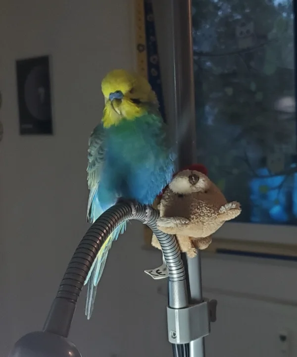 Wellensittich-Bild: Alfred hat es sich auf der Lampe beim (anderen) Bärchen gemütlich gemacht, knuspert mit dem Schnabel und hält ein Nickerchen.
Wir lieben unser(e) Bärchen !