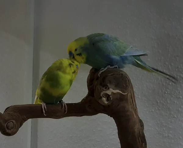 Wellensittich-Bild: .. seinen Gannicus kraulen ;-) Einfach wahre Welli-Liebe :-) 