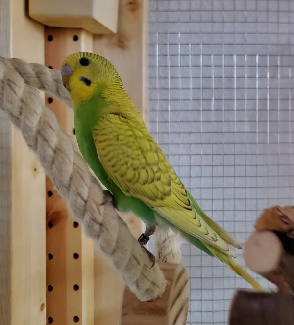 Wellensittich-Bild: Olaf ist das perfekte kleine Knopfauge. ;-) Ein liebenswertes Energiebündel, das gerne mit seinem Freund Tony auf Abenteuer-Tour geht. Bei uns hat er den Spitznamen Die kleine Flöte, denn er und Tony haben einen speziellen Pfeif-Ton drauf, den wir so noch nie gehört haben. Wir sind gespannt, ob die beiden das untereinander beibehalten werden ...