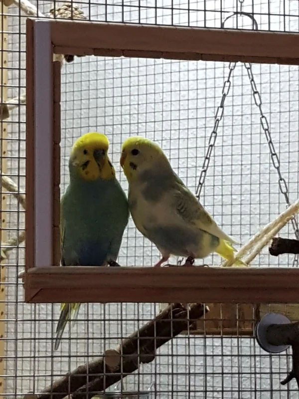 Wellensittich-Bild: Alfred und Gannicus beim abendlichen Welli-Expertengespräch !
