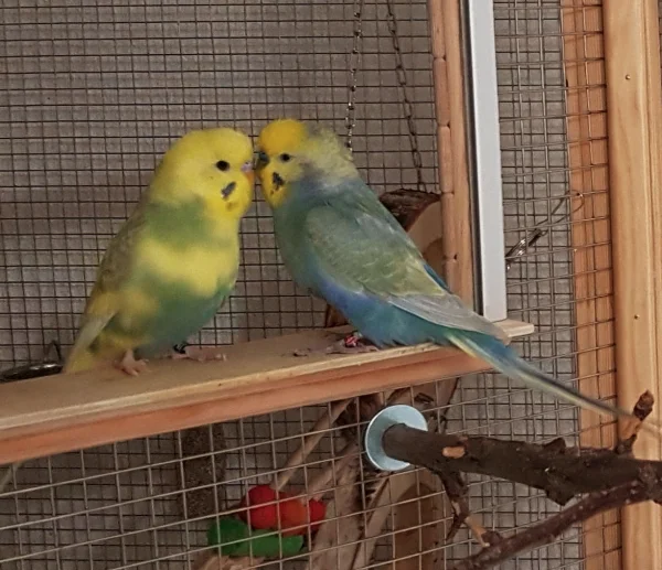 Wellensittich-Bild: Bei unserem Jüngsten (Gannicus, Links) und unserem Ältesten (Uhtred, Rechts) war es Beste Freunde auf den ersten Blick.