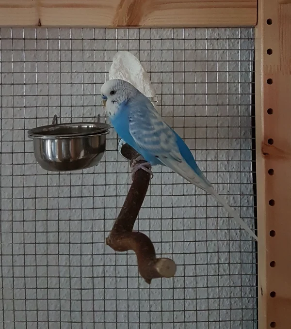 Wellensittich-Bild: … da hab ich den flinken kleinen blauen Blitz endlich mal erwischt !