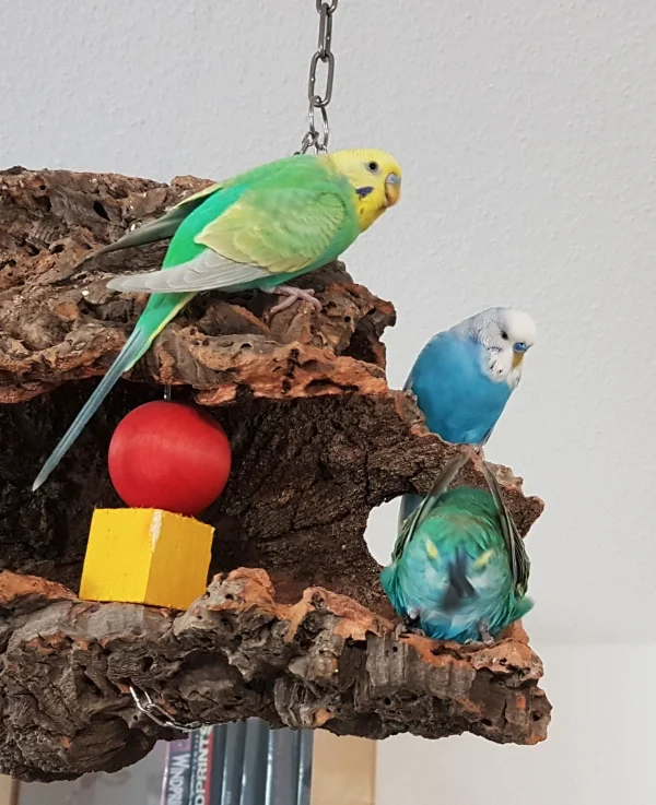 Wellensittich-Bild: Welli-Foto-Modell Alfred gibt vor der Kamera mal wieder alles ! Da können Leofric und Houdini nur erstaunt gucken ..