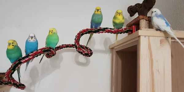 Wellensittich-Bild: Hauptsache Frauchen beeilt sich mit dem Saubermachen, denn danach geht es los mit Training und leckeren Belohnungen !
Natürlich alles Musterschüler *hüstel* ..