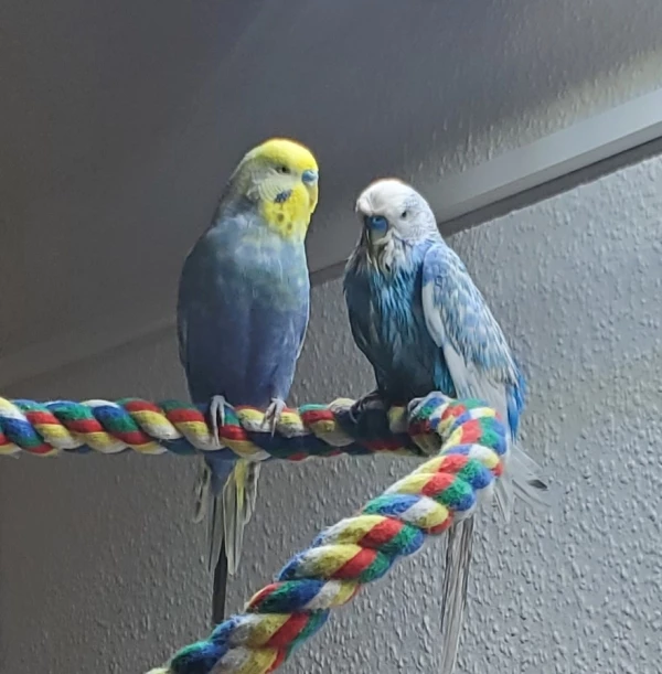 Wellensittich-Bild: Houdini hat nun die Seepferdchen-Prüfung erfolgreich bestanden.
Finley leistet ihm voller Bewunderung beim Trocknen Gesellschaft.
Bravo Houdini!