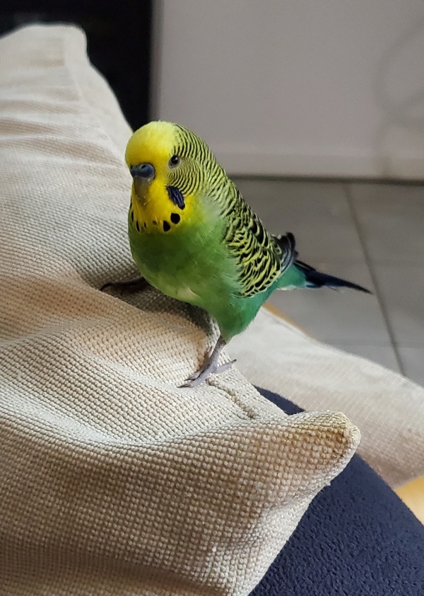 Kurt
