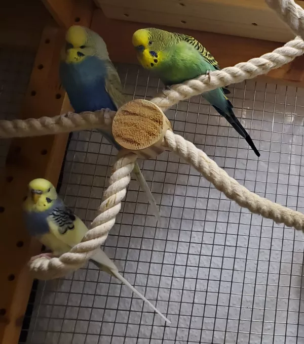 Wellensittich-Bild: Parcival (oben links) und Kurti (oben rechts) schauen sich den Neuankömmling mal aus der Nähe an ... sicher ist sicher ;-)