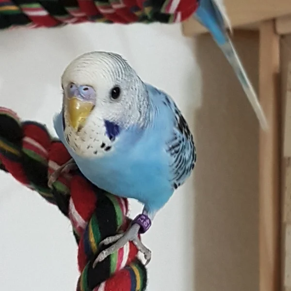 Wellensittich-Bild: Unser kleiner Galahad lebt sich super bei den Sechs in Stonehenge ein. Er ist sehr neugierig, mutig und ein richtig guter Flieger.
Er weiß auch genau, wie man bei Frauchen landen kann, im wahrsten Sinne des Wortes ;-) .. aber wer könnte diesen Knopfaugen schon widerstehen ?!