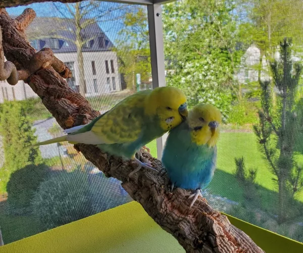 Wellensittich-Bild: Dagonet & Alfred genießen zum Start der Freiluft-Saison in der Fenster-Voliere die Abendsonne.