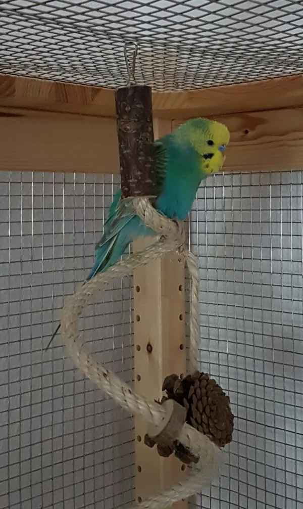 Wellensittich-Bild: Vor sich Hin-Schimpfen und dabei sooo niedlich aussehen, das kann der kleine Alfred wirklich gut :)