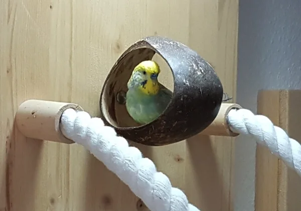 Wellensittich-Bild: Meistersänger Uhtred bei seinem Mittags-Ständchen fürs Frauchen .. wahrscheinlich ist die Akustik im schwer angesagten Kokos-Ring einfach perfekt ;-)