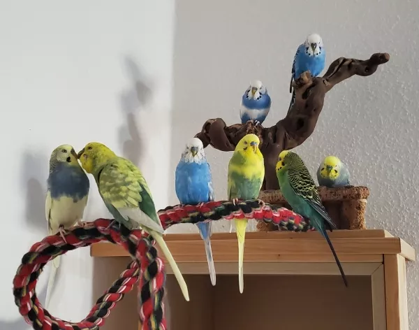 Wellensittich-Bild: Alle Stonehenges sind zum Gruppenfoto angetreten ... was Dagonet nicht davon abhält den Walter mal spontan zu knutschen ... Walter ist sichtlich baff. :-)
