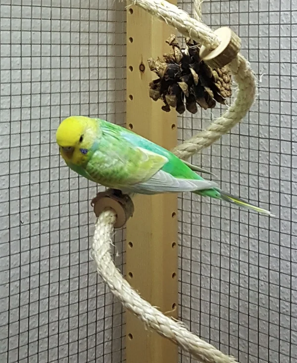 Wellensittich-Bild: Alles neu hier, Junge Junge … aber tolles Solarium hat sie wenigstens !