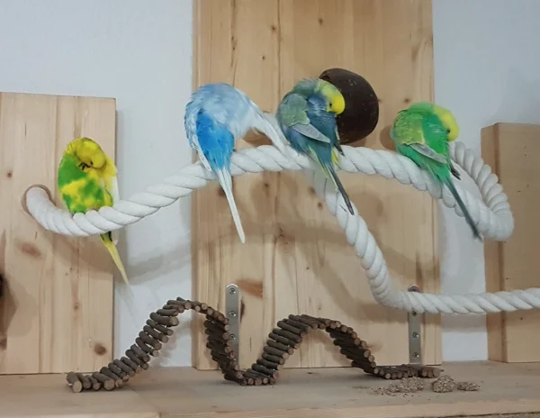 Wellensittich-Bild: Wettbewerb im Synchron-Putzen der Welli-Hähne.
Lancelot, Houdini, Uhtred und Leofric bei ihrer Kür-Einlage.