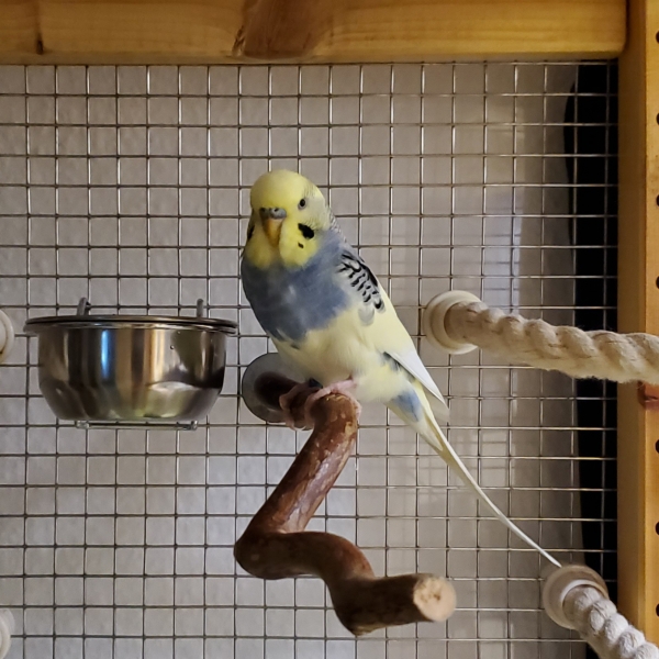 Walter