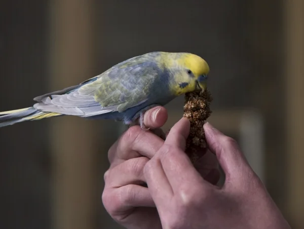 Wellensittich-Bild: Auf Frauchens Hand nascht es sich ja bekanntlich am Besten ! Das weiß auch unser Großer, der Uhtred !