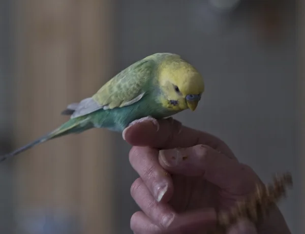 Wellensittich-Bild: Wie jetzt !? Ich komme extra ganz brav zum Frauchen, hole mir meine Belohnung ab und nu is schon vorbei mit Kolbenhirse naschen ? Leofrics Antrag auf eine Beendigung der Kolbenhirse-Limitierung wurde durch das Veto des Frauchens leider abgelehnt ..