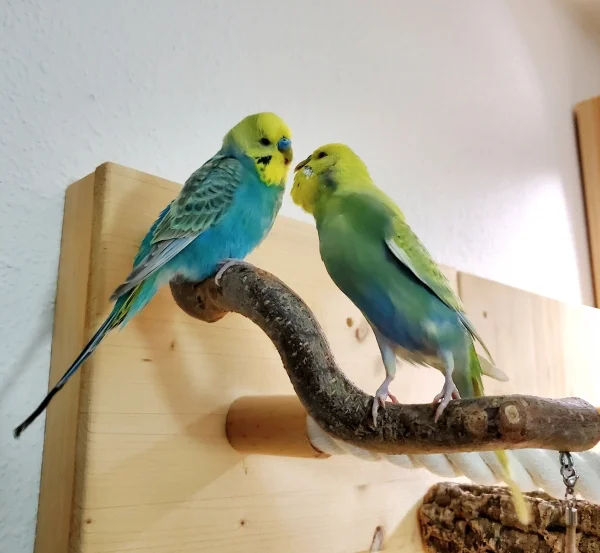 Wellensittich-Bild: Dagonet (Rechts) ist zur Zeit auf Kennenlern-Tour in unserem Schwarm und eigentlich hat es ihm ja der Lancelot sehr angetan .. aber der Alfred (Links) is halt auch ein richtig netter .. und ein Valentins-Küsschen in Ehren ..
