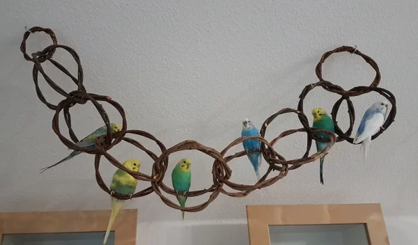 Wellensittich-Bild: Nach einer kurzen Eingewöhnungszeit ist die Ringeschaukel nun ein sehr beliebter Platz, der gerne zum Klettern, Nagen und für kleine Nickerchen verwendet wird. Die Stonehenges lieben sie !