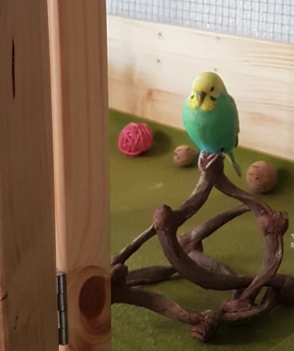 Wellensittich-Bild: … für unseren Leofric gar kein Problem, wobei seine Königsdisziplin ja eigentlich das Fliegen ist!