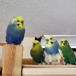 Walter und seine Gang