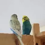 Parcival & Alfred